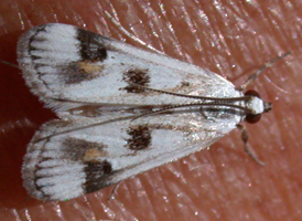 Polymorphic Pondweed Moth